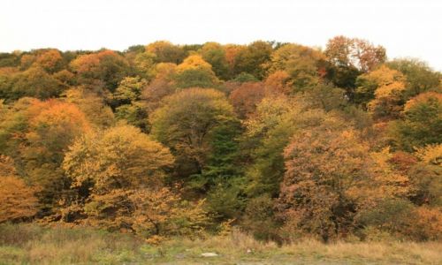 Zdjęcie ARMENIA / Tavush / Dilijan / Barwy lasu