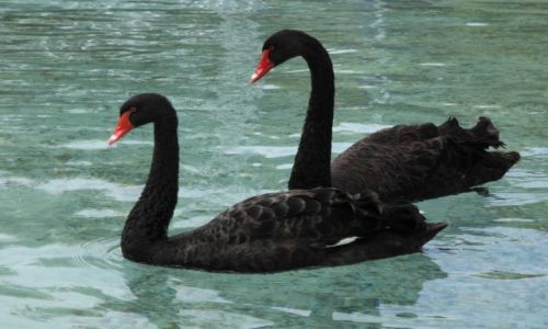 Zdjęcie ARMENIA / Erywań / Park opery / Para