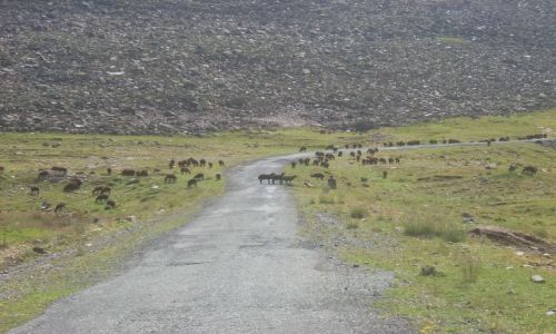 Zdjecie ARMENIA / brak / Pobliże góry Aragats / Kurdyjskie stadka :)