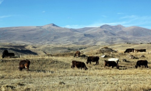 Zdjcie ARMENIA / Sisian / Zorats Karer  / W stepie