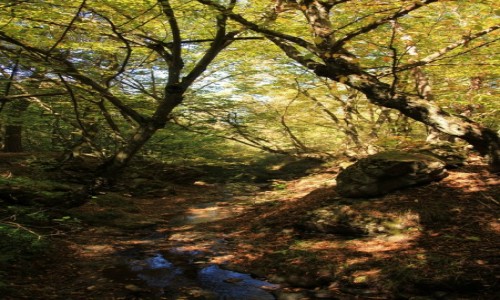 Zdjecie ARMENIA / Shirak / Okolice Gyumri  / Ogrd dendrologiczny