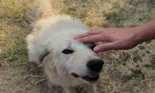 Zdjęcie ARMENIA / Gorski Karabach / Gorski Karabach / ........