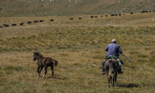Zdjcie ARMENIA / centralna Armenia / ok. j. Sevan / Codzienno...