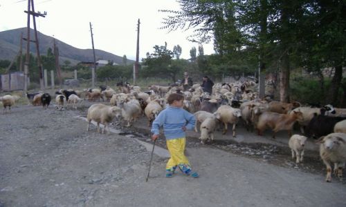 Zdjecie ARMENIA / Armenia / Pambak / Ormianski pastuszek