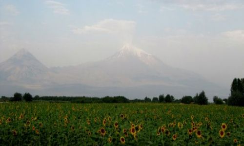 Zdjcie ARMENIA / Ararat / widok z okolicy wioski Ararat / Ararat i soneczniki
