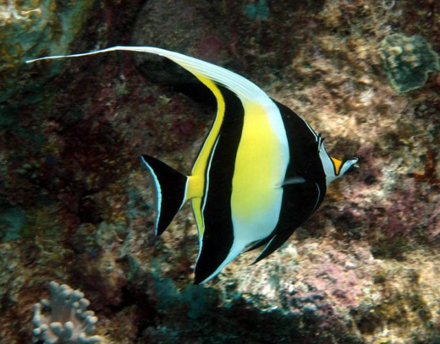 Zdjęcia: Great Barrier Reef, Queensland, Moorish Idol, AUSTRALIA Zdjęcia: Great Barrier Reef, Queensland, Moorish Idol, AUSTRALIA