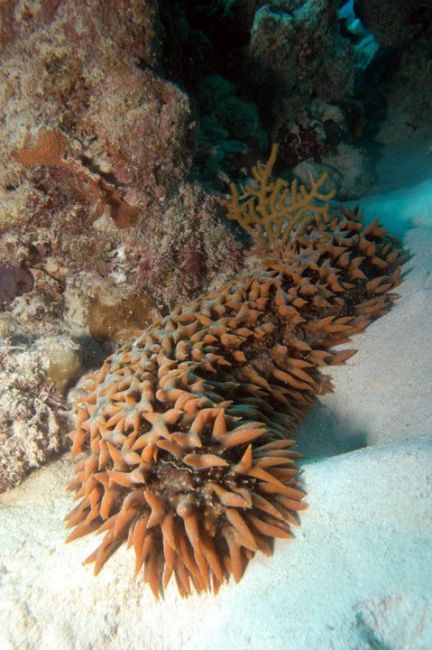 Zdjęcia: Great Barrier Reef, Queensland, Morski ogorek, AUSTRALIA Zdjęcia: Great Barrier Reef, Queensland, Morski ogorek, AUSTRALIA