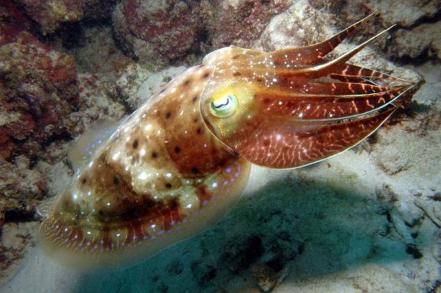 Zdjęcia: Great Barrier Reef, Queensland, squid, AUSTRALIA Zdjęcia: Great Barrier Reef, Queensland, squid, AUSTRALIA