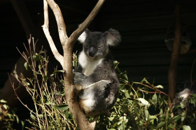 Zdjęcia: Brisbane, Queensland, Koala, AUSTRALIA Zdjęcia: Brisbane, Queensland, Koala, AUSTRALIA