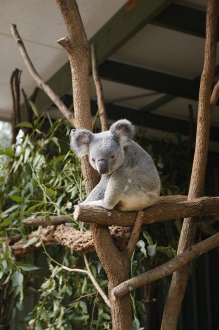 Zdjęcia: Brisbane, Queensland, Koala , AUSTRALIA Zdjęcia: Brisbane, Queensland, Koala , AUSTRALIA