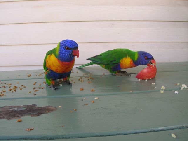 Zdjęcia: NSW, w karawan parku, Nad oceanem--Narooma, Papuzki--Rainbow Lorikeete, AUSTRALIA Zdjęcia: NSW, w karawan parku, Nad oceanem--Narooma, Papuzki--Rainbow Lorikeete, AUSTRALIA
