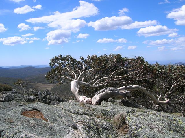 Zdjęcia: Mt. Gingera, Namadgi National Park, ACT, kosodrzewina w parku australijskim, AUSTRALIA Zdjęcia: Mt. Gingera, Namadgi National Park, ACT, kosodrzewina w parku australijskim, AUSTRALIA