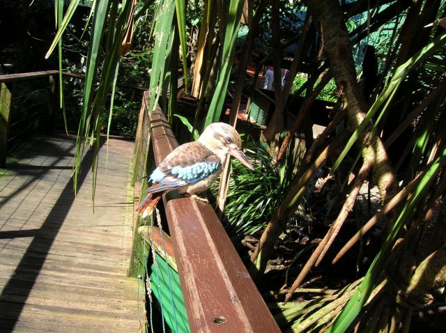 Zdjęcia: w parku, Cairns, Kingfisher--z polnocy, Kookaburra, AUSTRALIA Zdjęcia: w parku, Cairns, Kingfisher--z polnocy, Kookaburra, AUSTRALIA
