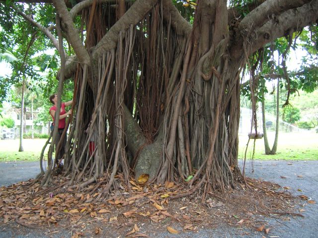 Zdjęcia: Port Douglas, Queensland, Korzenie i kora , AUSTRALIA Zdjęcia: Port Douglas, Queensland, Korzenie i kora , AUSTRALIA