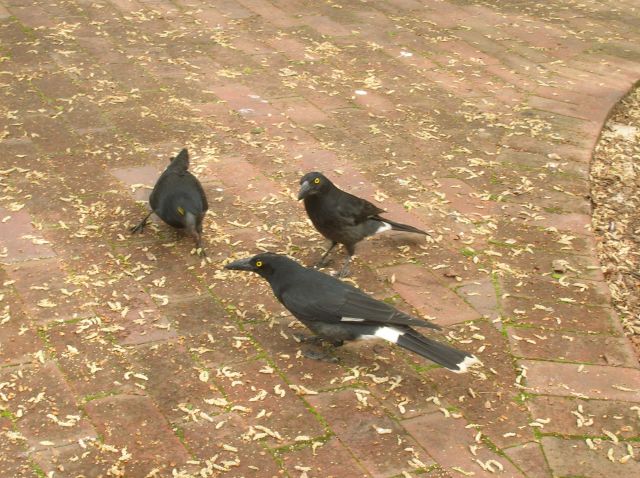 Zdjęcia: Canberra parks, ACT, Currawongs poszukujace jedzenia, AUSTRALIA Zdjęcia: Canberra parks, ACT, Currawongs poszukujace jedzenia, AUSTRALIA