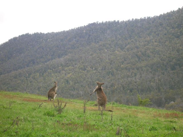 Zdjęcia: Namadgi Nat. Park, ACT, Kangury w buszu, AUSTRALIA Zdjęcia: Namadgi Nat. Park, ACT, Kangury w buszu, AUSTRALIA