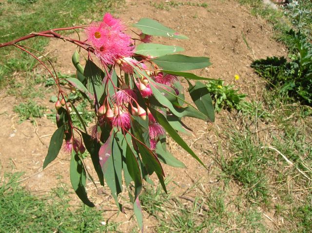 Zdjęcia: Canberra, ACT, Kwiaty eukaliptusa na wiosne, AUSTRALIA Zdjęcia: Canberra, ACT, Kwiaty eukaliptusa na wiosne, AUSTRALIA