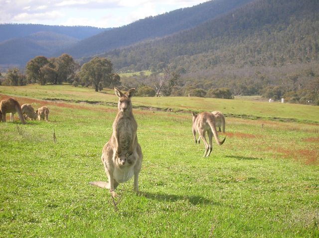 Zdjęcia: Okolice Canberry, ACT, Zyczenia swiateczne z kangurem.., AUSTRALIA Zdjęcia: Okolice Canberry, ACT, Zyczenia swiateczne z kangurem.., AUSTRALIA