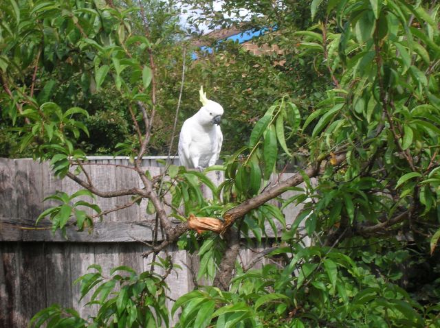 Zdjęcia: Canberra, ACT, Sulpher crested cockatoo, AUSTRALIA Zdjęcia: Canberra, ACT, Sulpher crested cockatoo, AUSTRALIA