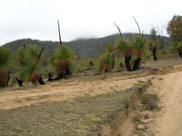 Zdjęcia: Tidbinbilla mountains, ACT, Australian grass trees, AUSTRALIA Zdjęcia: Tidbinbilla mountains, ACT, Australian grass trees, AUSTRALIA