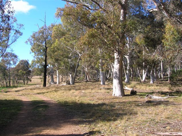 Zdjęcia: Ganghalin, ACT, Biale panienki, AUSTRALIA Zdjęcia: Ganghalin, ACT, Biale panienki, AUSTRALIA