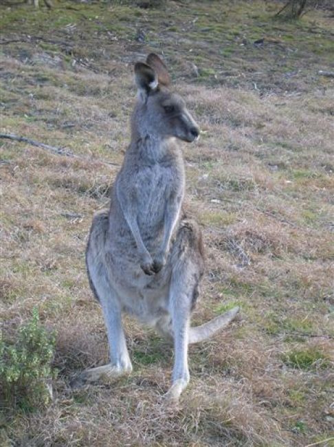 Zdjęcia: Australian Alps, NSW, Na stojaco..kangurek, AUSTRALIA Zdjęcia: Australian Alps, NSW, Na stojaco..kangurek, AUSTRALIA