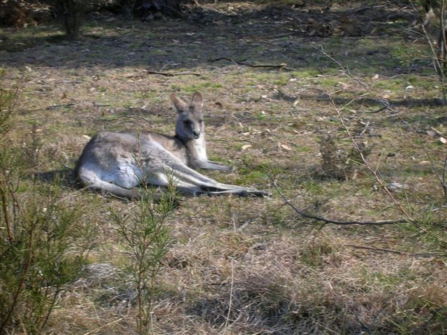 Zdjęcia: Yankee Hut, ACT, Odpoczynek.., AUSTRALIA Zdjęcia: Yankee Hut, ACT, Odpoczynek.., AUSTRALIA