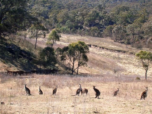 Zdjęcia: Australian Alps, NSW, Posilek na polanie, AUSTRALIA Zdjęcia: Australian Alps, NSW, Posilek na polanie, AUSTRALIA