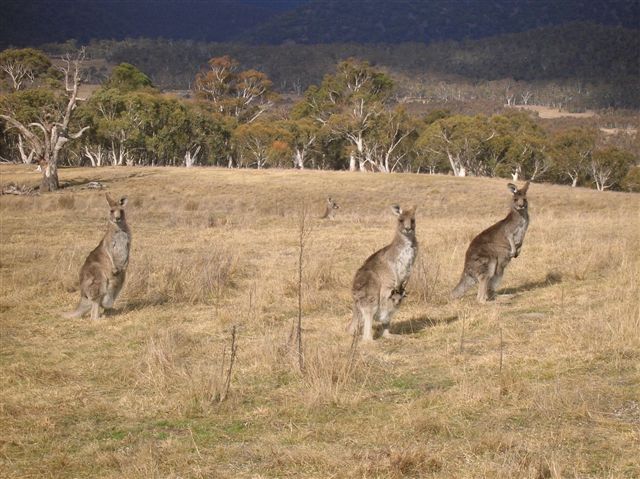 Zdjęcia: Yankee Hut, ACT, Czujne..., AUSTRALIA Zdjęcia: Yankee Hut, ACT, Czujne..., AUSTRALIA