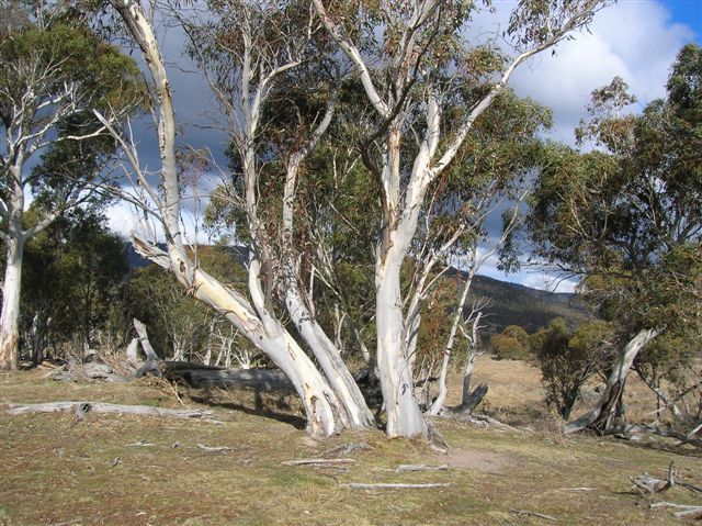 Zdjęcia: Yankee Hut, ACT, Na bialo.., AUSTRALIA Zdjęcia: Yankee Hut, ACT, Na bialo.., AUSTRALIA