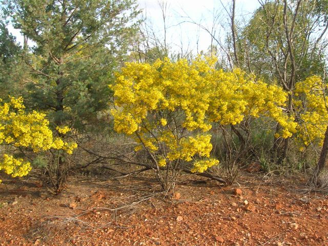 Zdjęcia: Griffith, Riverina, Czerwona ziemia i kwiaty, AUSTRALIA Zdjęcia: Griffith, Riverina, Czerwona ziemia i kwiaty, AUSTRALIA