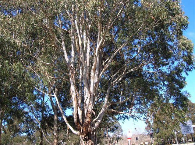 Zdjęcia: nd rzeka Murrambigi, Riverina, Geste drzewo eukaliptusa.., AUSTRALIA Zdjęcia: nd rzeka Murrambigi, Riverina, Geste drzewo eukaliptusa.., AUSTRALIA