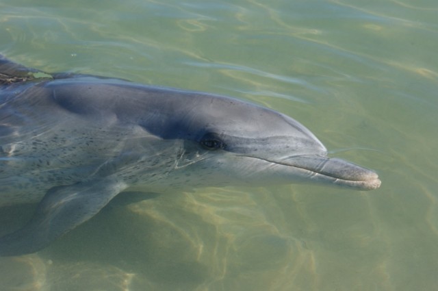 Zdj cia: Monkey Mia, Zachodnia Australia, Delfin, AUSTRALIA