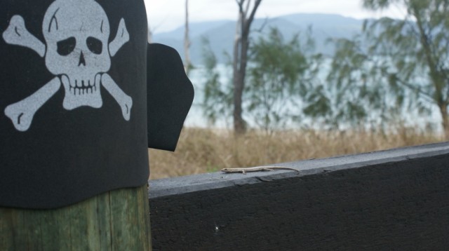 Zdj cia: South Molle Island, Queensland, Wyspa skarbw, AUSTRALIA