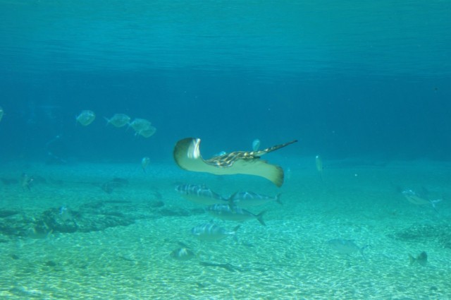 Zdj cia: Sea world/Brisbane, Queensland, Ray, AUSTRALIA
