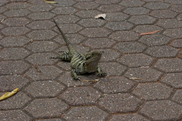 Zdj cia: Brisbane, Queensland, Mieszczuch, AUSTRALIA