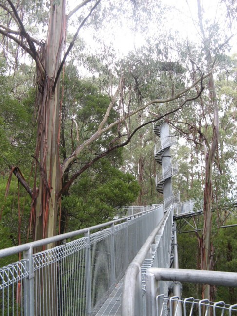 Zdj cia: PArk NArodowy Otway, Victoria, Kadka w koronach drzew lasu deszczowego Otwey, AUSTRALIA