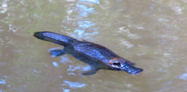 Zdj cia: Mareeba, Queensland, Dziobak, AUSTRALIA