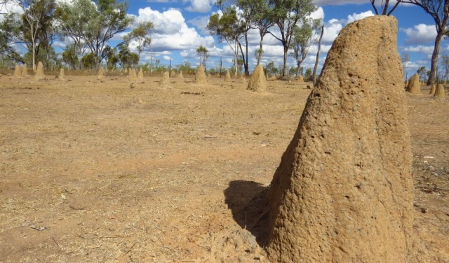 Zdj cia: Chillagoe, Queensland, "Las" termitier, AUSTRALIA