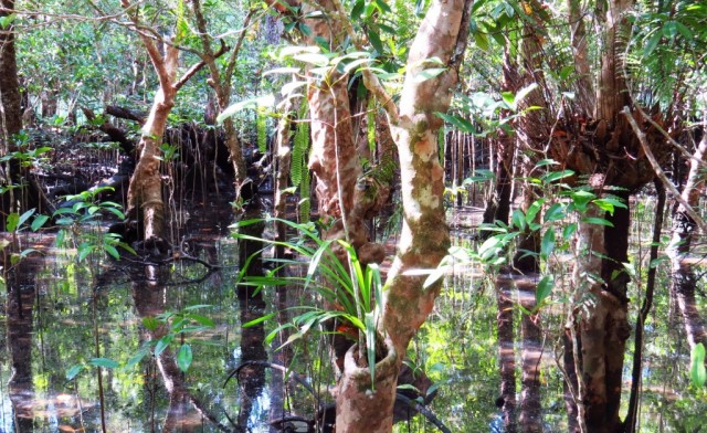 Zdj cia: Cairns, Queensland, Las deszczowy, AUSTRALIA