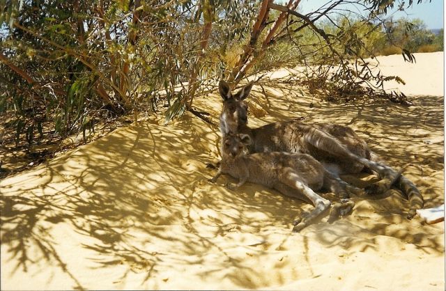 Zdjęcia: rezerwat przyrody Marchison River , Australia Zachodnia, mama z dzieckiem, AUSTRALIA Zdjęcia: rezerwat przyrody Marchison River , Australia Zachodnia, mama z dzieckiem, AUSTRALIA