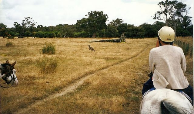 Zdjęcia: gdzieś na południe od Perth, Australia Zachodnia, konno przez bush, AUSTRALIA Zdjęcia: gdzieś na południe od Perth, Australia Zachodnia, konno przez bush, AUSTRALIA