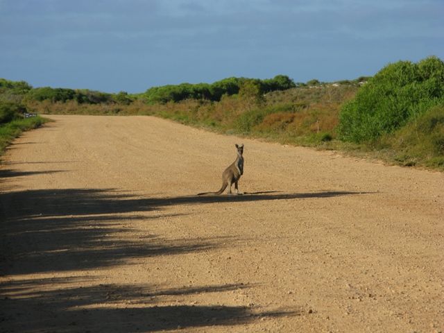 Zdjęcia: Pinacle desert, WA, Kangur 1, AUSTRALIA Zdjęcia: Pinacle desert, WA, Kangur 1, AUSTRALIA