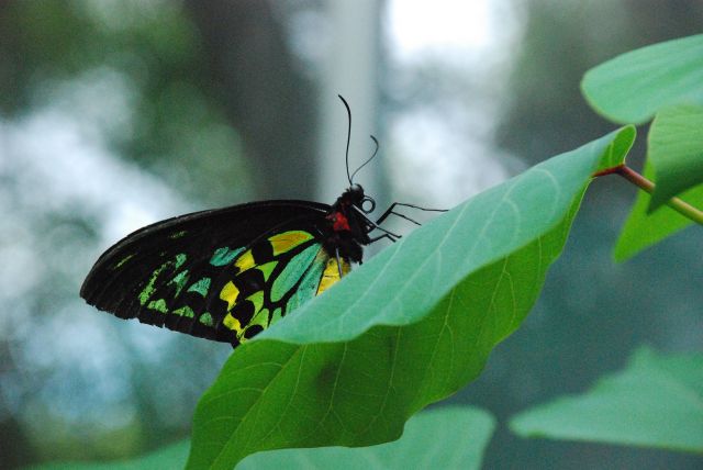 Zdjęcia: Melbourne ZOO, Motyl, AUSTRALIA Zdjęcia: Melbourne ZOO, Motyl, AUSTRALIA