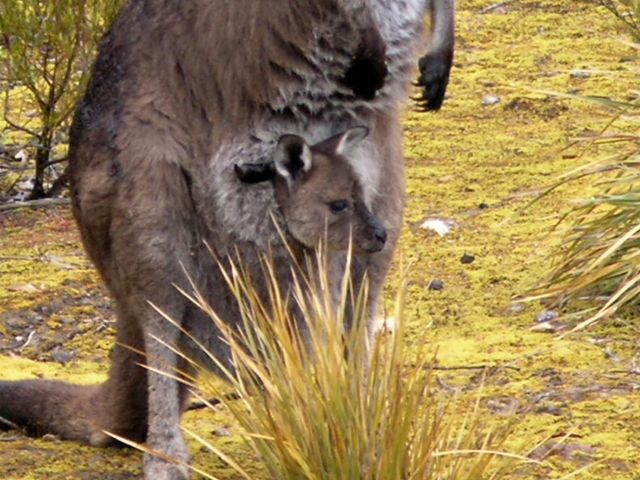 Zdjęcia: Kangaroo Island, Kangaroo Island, Maleństwo-2, AUSTRALIA Zdjęcia: Kangaroo Island, Kangaroo Island, Maleństwo-2, AUSTRALIA