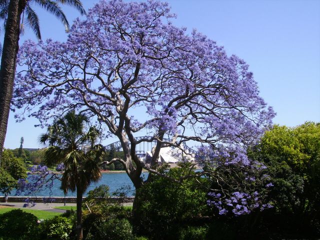 Zdjęcia: Sydney, połud.-wschodnia Australia, kwitnące drzewo jarakandy, AUSTRALIA Zdjęcia: Sydney, połud.-wschodnia Australia, kwitnące drzewo jarakandy, AUSTRALIA