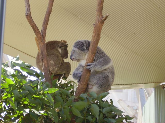 Zdjęcia: Sydney, połud.-wsch.Australia, co tam panie w polityce?, AUSTRALIA Zdjęcia: Sydney, połud.-wsch.Australia, co tam panie w polityce?, AUSTRALIA