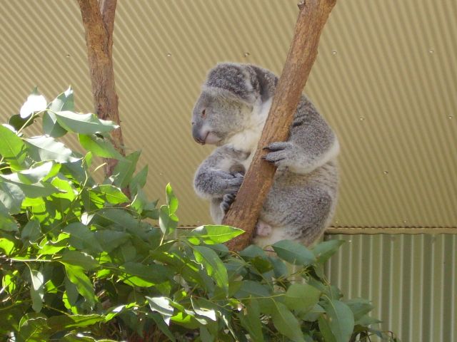 Zdjęcia: Sydney, połud.-wsch.Australia, ojej, chyba zanudziłem go rozmową, AUSTRALIA Zdjęcia: Sydney, połud.-wsch.Australia, ojej, chyba zanudziłem go rozmową, AUSTRALIA