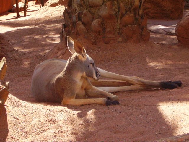Zdjęcia: Sydney, połud.-wsch.Australia, odpoczynek w cieniu, AUSTRALIA Zdjęcia: Sydney, połud.-wsch.Australia, odpoczynek w cieniu, AUSTRALIA