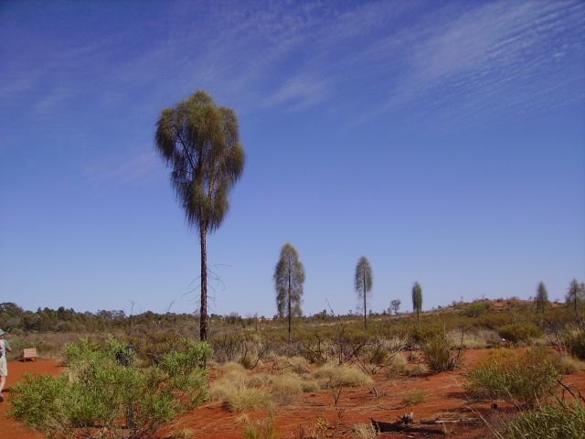Zdjęcia: okolice Ayers Rock, środkowo Australia, pustynia w pobliżu Uluru, AUSTRALIA Zdjęcia: okolice Ayers Rock, środkowo Australia, pustynia w pobliżu Uluru, AUSTRALIA